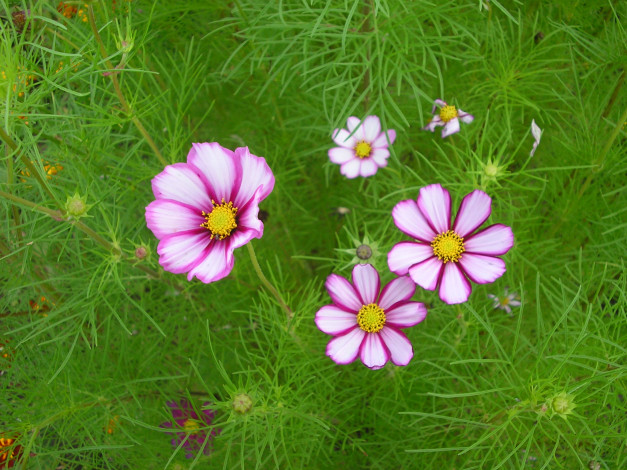 Обои картинки фото цветы, космея