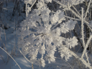 Картинка природа макро