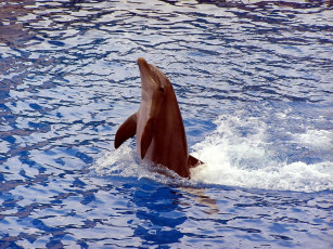 Картинка животные дельфины