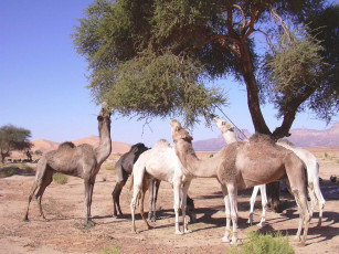 Картинка животные верблюды