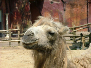 Картинка животные верблюды