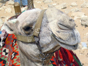 Картинка животные верблюды