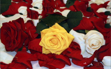 Картинка цветы розы