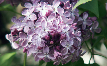 Картинка цветы сирень