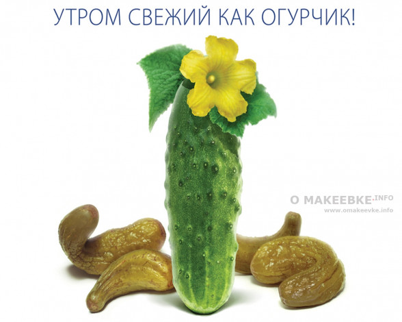 Обои картинки фото юмор, приколы