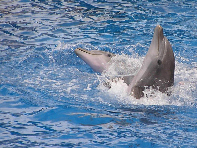 Обои картинки фото животные, дельфины