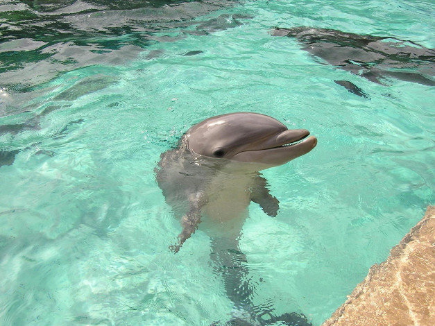 Обои картинки фото животные, дельфины