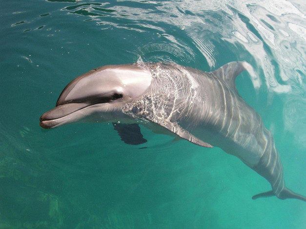 Обои картинки фото животные, дельфины