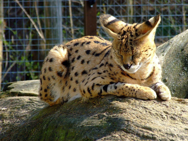 Обои картинки фото животные, сервалы