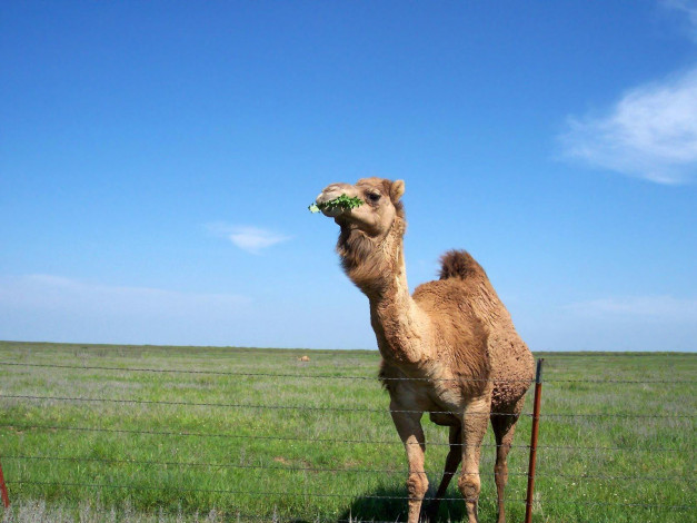 Обои картинки фото животные, верблюды