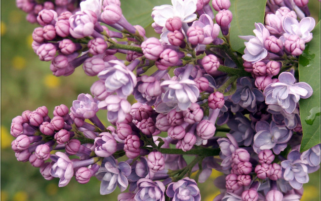 Обои картинки фото цветы, сирень