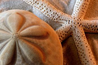 Картинка разное ракушки кораллы декоративные spa камни цветок звезда