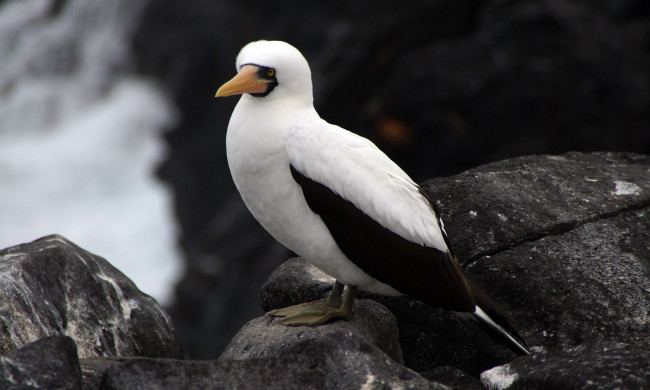 Обои картинки фото животные, олуши, голуболицая, олуша
