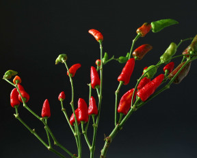 Картинка еда перец