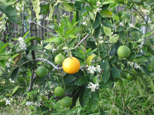 Картинка природа плоды лимон