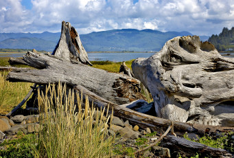 Картинка природа другое горы водоем коряга