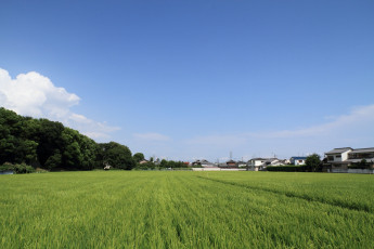 Картинка природа поля облака поле