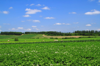 Картинка природа поля поле облака