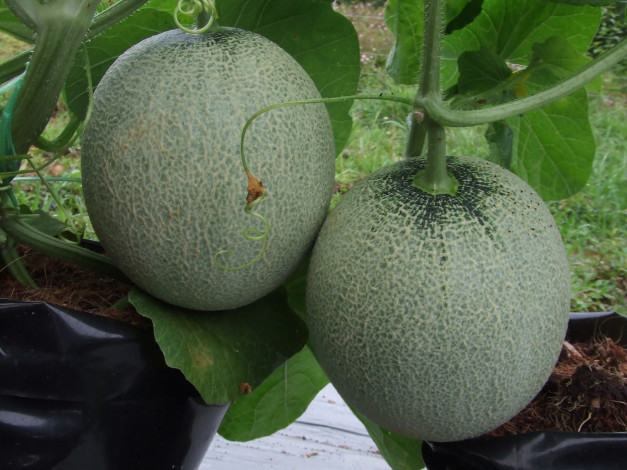 Обои картинки фото природа, плоды, дыня