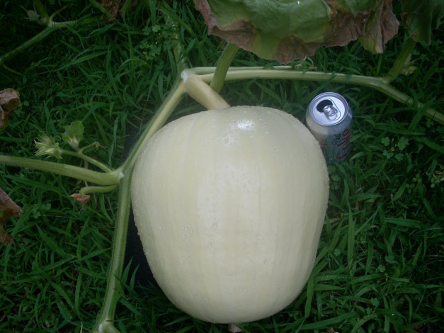 Обои картинки фото природа, плоды, дыня