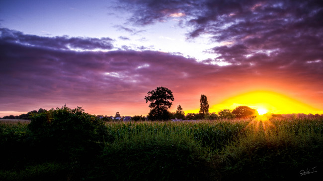 Обои картинки фото природа, восходы, закаты, поле, вечер, солнце, деревья, трава