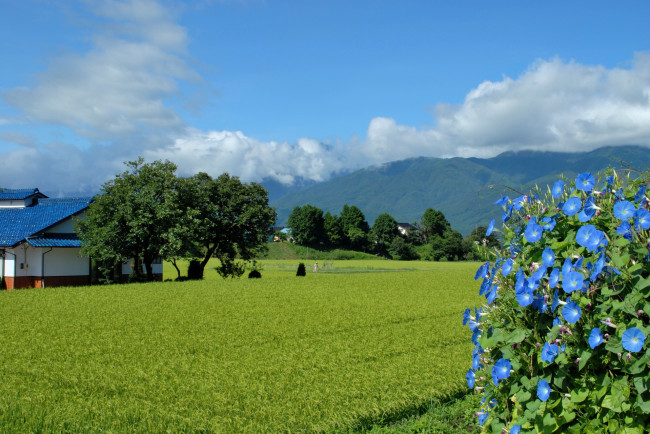 Обои картинки фото природа, поля, поле, облака