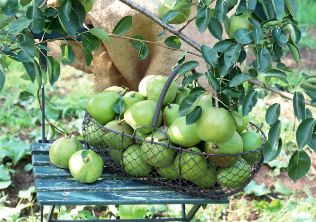 Обои картинки фото еда, груши, дерево, корзина