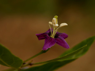 Картинка цветы цветок garmen solla тычинки фон макро