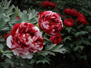 Картинка цветы пионы лепестки бутон пион цветение розовый