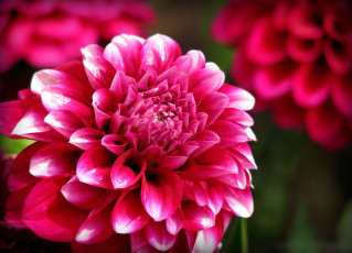 Картинка цветы георгины георгин лепестки бутоны цветение