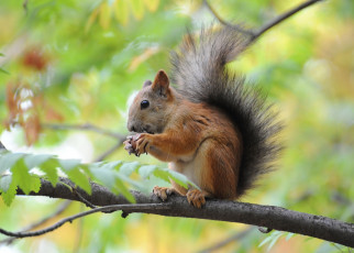 Картинка животные белки дерево ветка белка орешек
