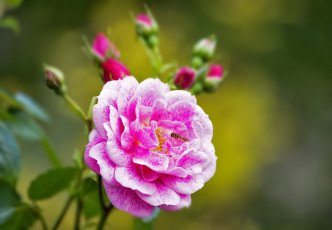 Картинка цветы розы leaves blossoms лепестки бутон роза petals цветение rose bud листья