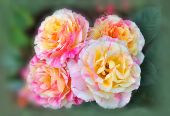 Картинка цветы розы розовый