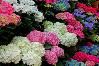 Картинка цветы гортензия цветение куст