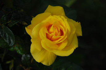 Картинка цветы розы розовая роза цветение лепестки листья