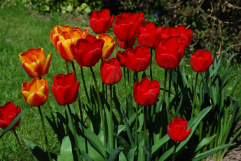 Картинка цветы тюльпаны листья бутоны цветение яркость лепестки