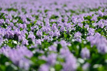 Картинка цветы цветки лепестки цветение водяной гиацинт
