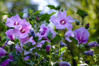 Картинка цветы лаватера тычинка лепестки цветение яркость цвет