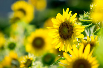 Картинка цветы подсолнухи листья лето лепестки подсолнух цветок цветение