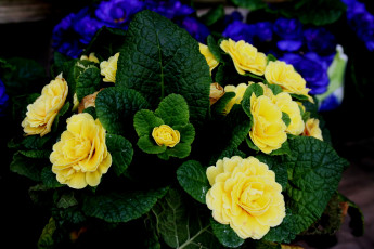 Картинка цветы примулы примула желтый много