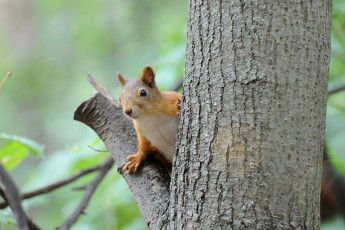 Картинка животные белки дерево ветка белка