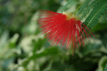 Картинка цветы акация ветки дерево листья цветок