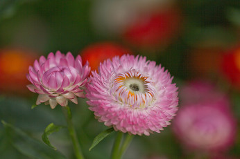 обоя цветы, бессмертник, лепестки, бутон, цветение