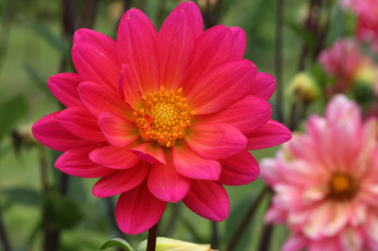 Картинка цветы георгины цветение лепестки розовый георгин