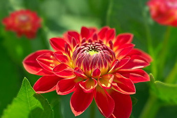 Картинка цветы георгины георгин бутоны цветение лепестки