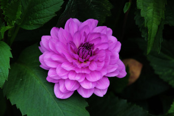 Картинка цветы георгины лепестки георгин цветение бутоны