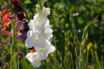 Картинка цветы гладиолусы цветение лепестки бутоны цветки гладиолус