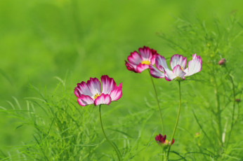 Картинка цветы космея цветение лепестки