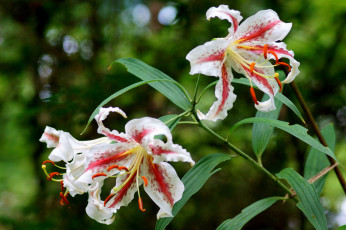 Картинка цветы лилии +лилейники цветение blooms buds pink lily розовые бутоны