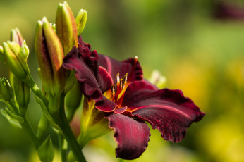 Картинка цветы лилии +лилейники лепестки цветение